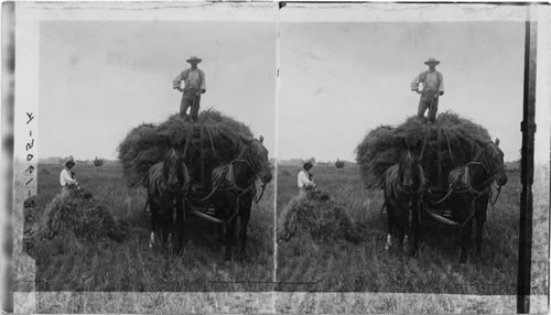 Loading Rye in the Fields, Ill