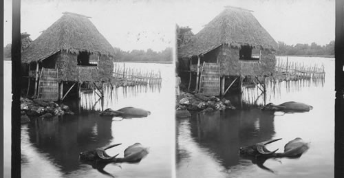 Native house and view at Paranaque. P.I. Water Buffaloes Bathing