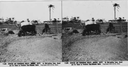 Inscribed in recto: 17,007. HUSKING AND WINNOWING BARLEY, ASSIOUT, EGYPT. An Odd-looking Team, Camel and Ox Yoked to Primitive Four-Wheeled Roller. Copyright 1912 by Geo. Rose