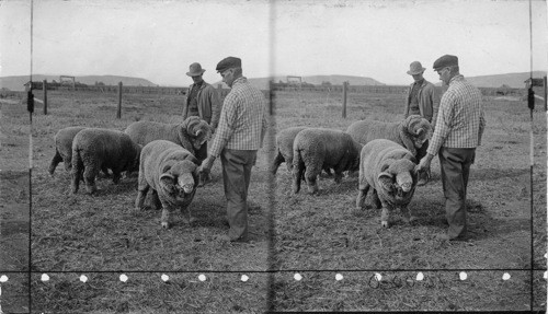 The Merinos North Yakima. Washington