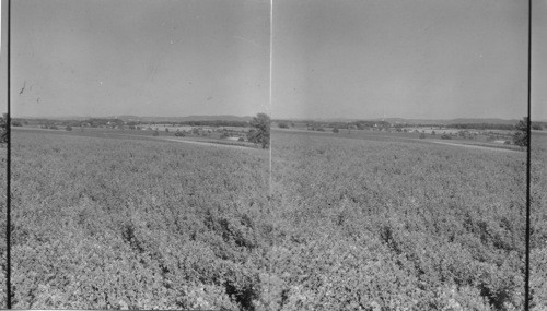 Alfalfa Field, Lehigh County, Penna. Muhlenberg College, Allentown, Penna., in Background