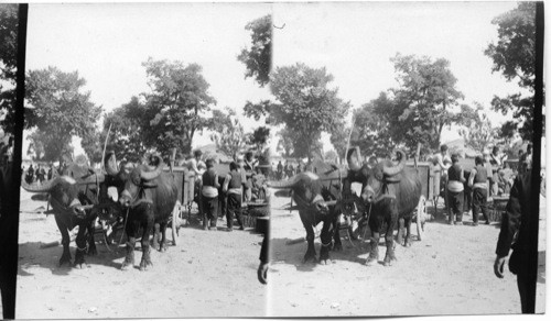 A family of refugees in their Buffalo cart in a street of Stamboul, Constantinople, Turkey