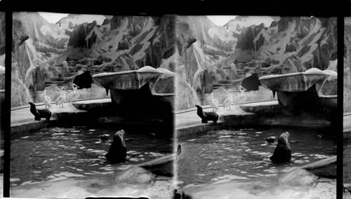 Seals and Pelicans, Hagenbeck's Trained Animals, St. Louis Exposition, St. Louis, Mo