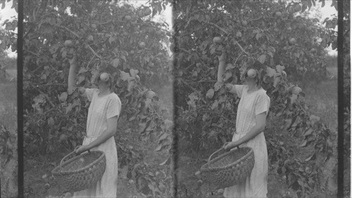 Close View of Picking Apples, Bloomfield, Ontario