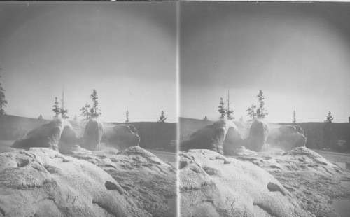 Grotto Geyser. Yellowstone Park