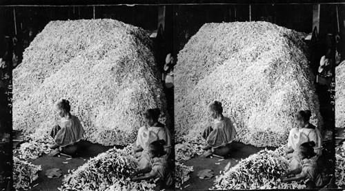 Cigarettes by the millions - handling the waste product in a large factory, Manila, Philippine Islands