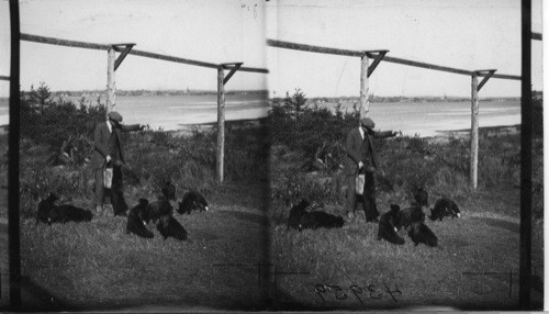 Showing a number of Silver Black Fox in one pen, Rosbank Fur Farms, Ltd. Southport, P.E. Island