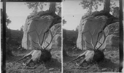 Elk Hunt. Montana, U.S.A. [Man shooting (five point?) buck.]