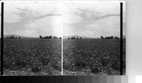 Cotton field in Blossom near El Paso, Tex