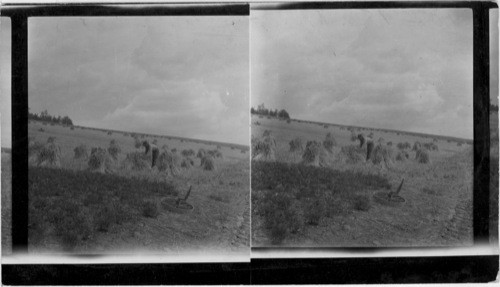 Wheat Field Near Fairbanks, Alaska