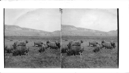 The Last of the Buffalo Herds Grazing Safe in the Yellowstone National Park