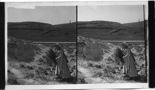 Site of Nob, near Jerusalem. View East to Olivet, Judea