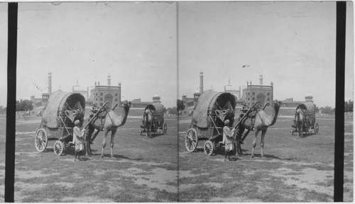 Camel Wagon East of Largest Mohammedan Mosque in India. India. Delhi