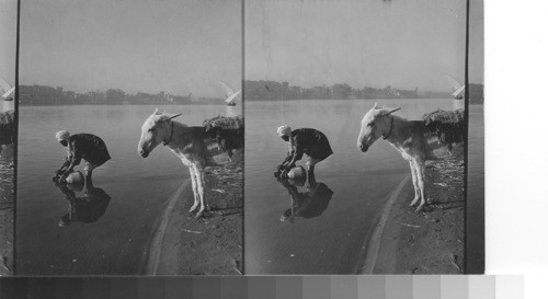 An Egyptian water carrier fills his water jars from the Nile. Luxor, Egypt