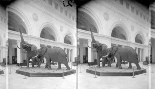 African elephant group in Field Museum, Chicago