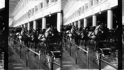 A horse, A horse, my kingdom for a horse, Worlds Columbian Exposition