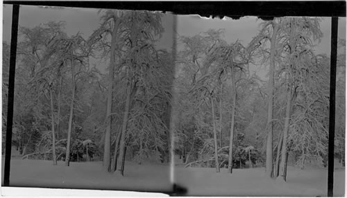 Trees on Goat Island (?) in Winter, Niagara Falls. N.Y