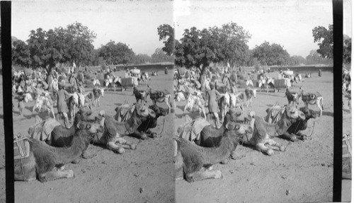 Camels and Donkeys in market place. Agra. India