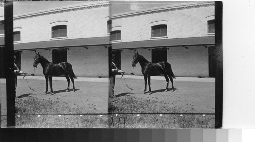 Blooded horses, Palo Alto, Stock Farm, California