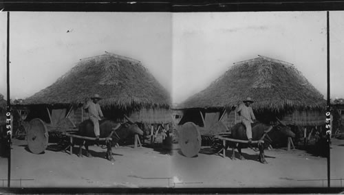 Primitive carabao (water buffalo) cart - wheels one solid piece of wood. Philippine Islands