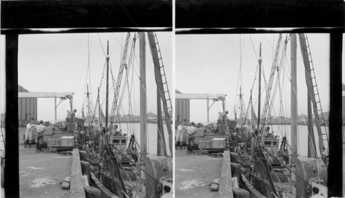 Unloading fishing Boats - Gloucester, Mass