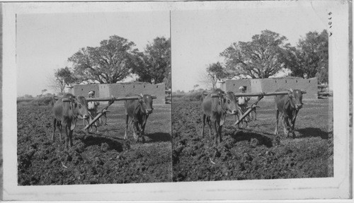 The Primitive Plow of Ancient Times Still used in the fields of Egypt in 1900