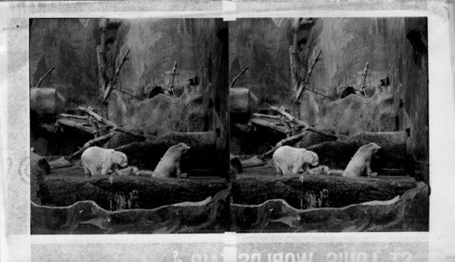 Polar Bear Enjoying a Bath in Their Rocky Pool, Hagenbeck's Animal Show. St. Louis World's Fair