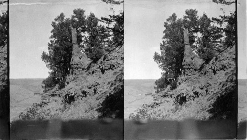 A fossil tree trunk standing in the midst of living trees in Petrified Forest near the western end of Specimen Ridge, Yellowstone Nat. Park, Wyo. (View looking n. Elev. about 7,500 ft. Lat. 45N.; Long. 110W.)