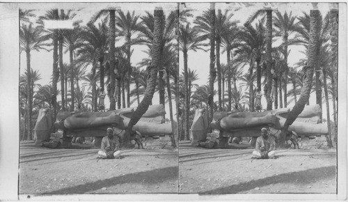 Statue of Ramses II at Memphis, Egypt