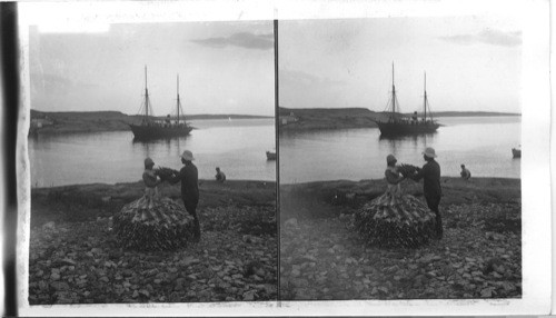 Fish Pile and Harbor View at Cape North, Labrador