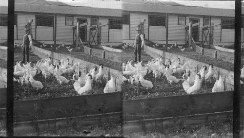 Chicken farms from reclaimed logging land, Puget Mill Company, Seattle, Wash