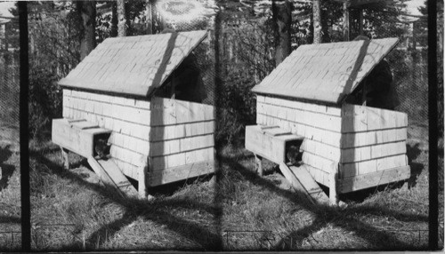 A den located in wire pen or yard. Dens are provided for housing the animals during severe weather and also serve as breeding pens. Rosbank Fur Farms. P.E.I. Southport