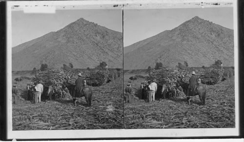 Harvesting sugarcane on a plantation at the foot of the Andes, Santa Clara, Peru