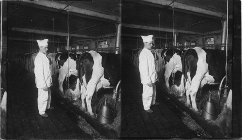 Showing Mechanical & Hand Milking (Pine Grove Stock Farm)