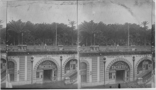 City park in Algiers Africa