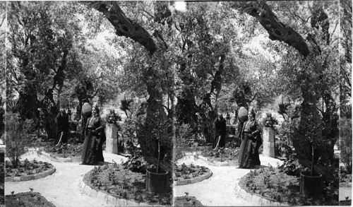 In the Garden of Gethsemane. Jerusalem. Palestine