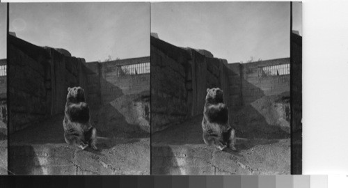 A Siberian brown bear. London Zoo. London, England