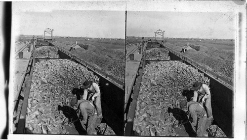 Sugar Beets Stored Mountain High, Grand Island, Neb