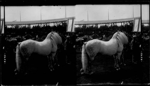 Prize Winner in draught horses, Live Stock Exchange, Louisiana Purchase Exposition