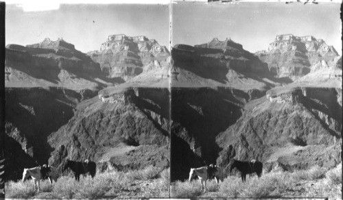 Angel's Gateway and Newberry Terrace from across Colorado River. Grand Canyon. Arizona