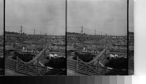 Stockyards at Omaha, Nebraska