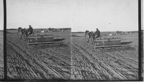 Rolling & Harrowing after autumn plowing, Experimental Farm. P.E.I. Charlottetown