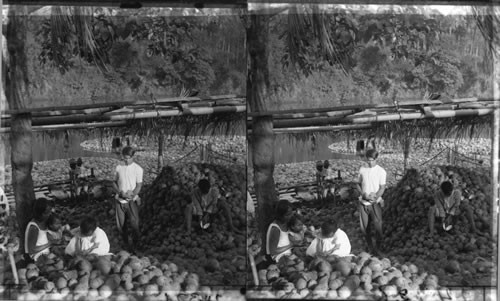 Coconut industry, husking process