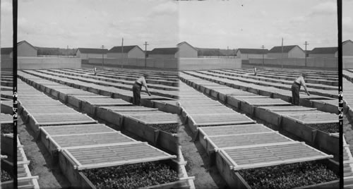 Young Tobacco Plants Grown Under Glass, Conn