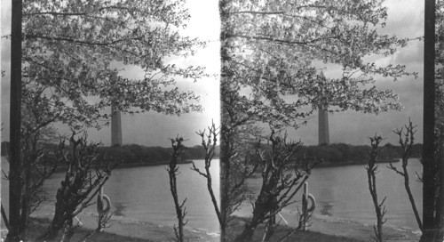 Washington Monument, Cherry Blossom Time. Wash., D.C