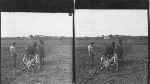 Digging potatoes with horse drawn potato digging machine, Cornwallis Valley, Kentville, N.S