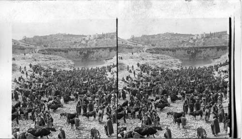 Cattle Market day in the lower Pool of Gihon, Valley of Himnon, Jerusalem. Palestine. [Isaiah XXII-9]