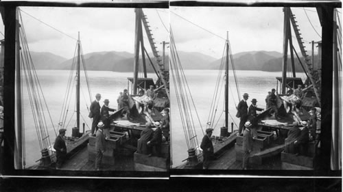 Buchanan boys watching unloading of fish at cold storage plant. Prince Rupert. B.C. Mr. Buchanan pointing