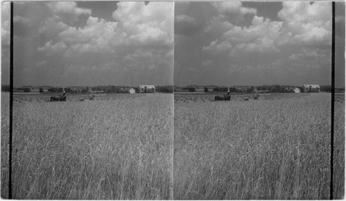 Wheat harvesting in Lancaster County, Pa. Good of the general landscape & of the distribution of farms but farm house & buildings still not clear enough