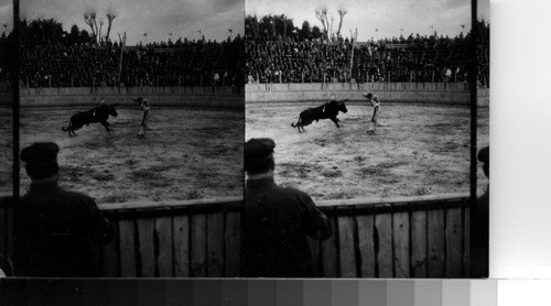 Bull Fight, Madeira